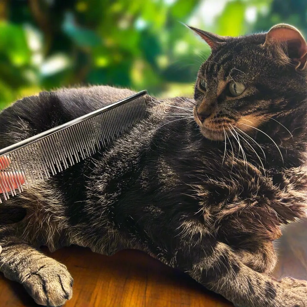 Carding Cat Comb