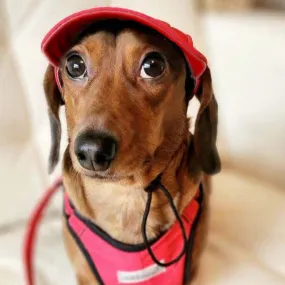 Dog Ball Cap to Match Anniversary Collection for Teacup to Medium Dogs