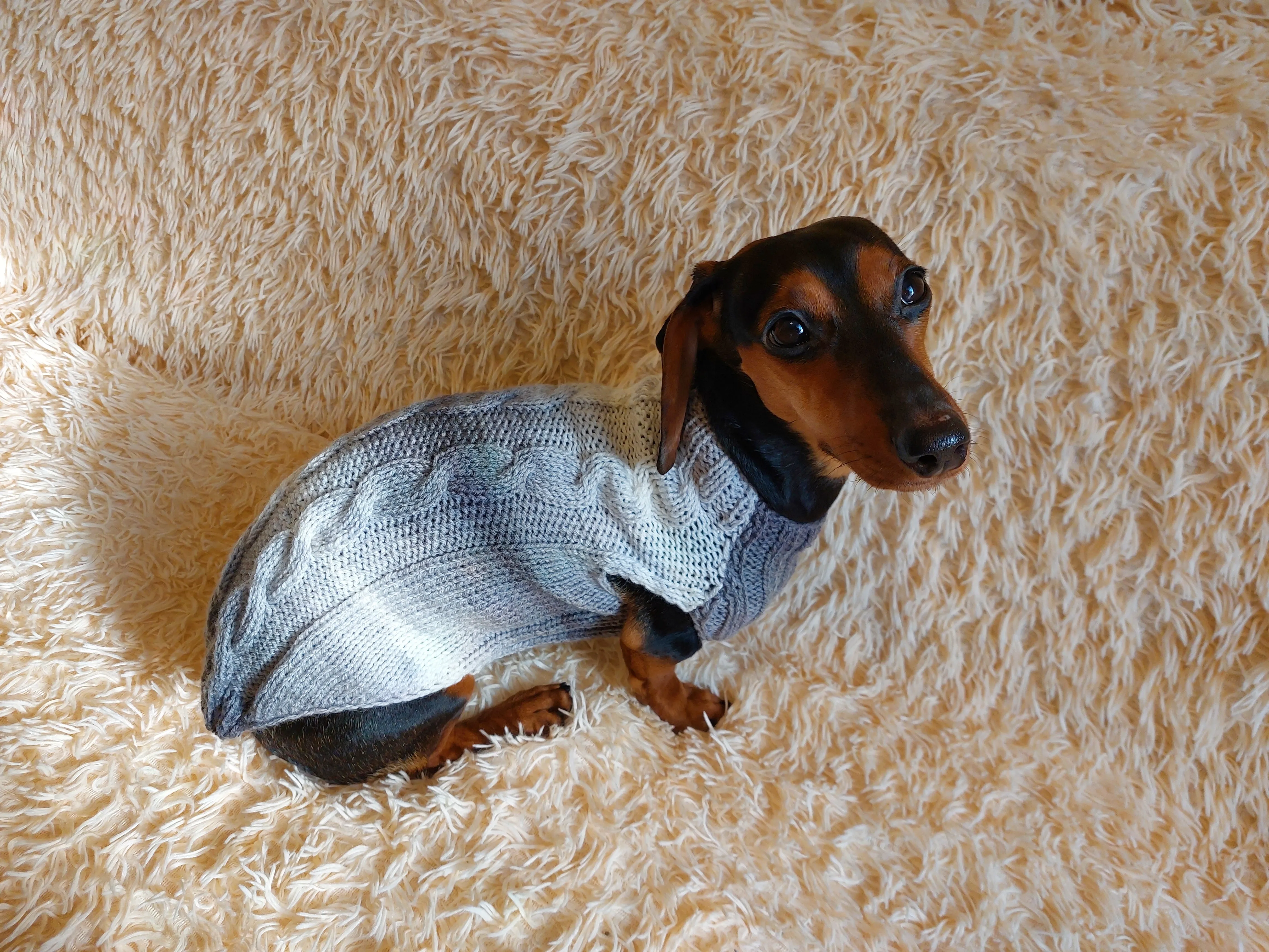 Festive pet jumper sweater,dachshund sweater,dog vest,puppy clothes