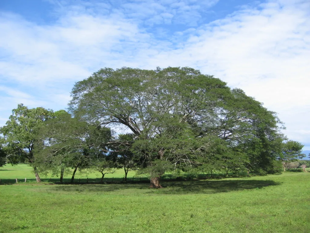 Guanacaste Enterolobium cyclocarpum 10 Seeds  USA Company