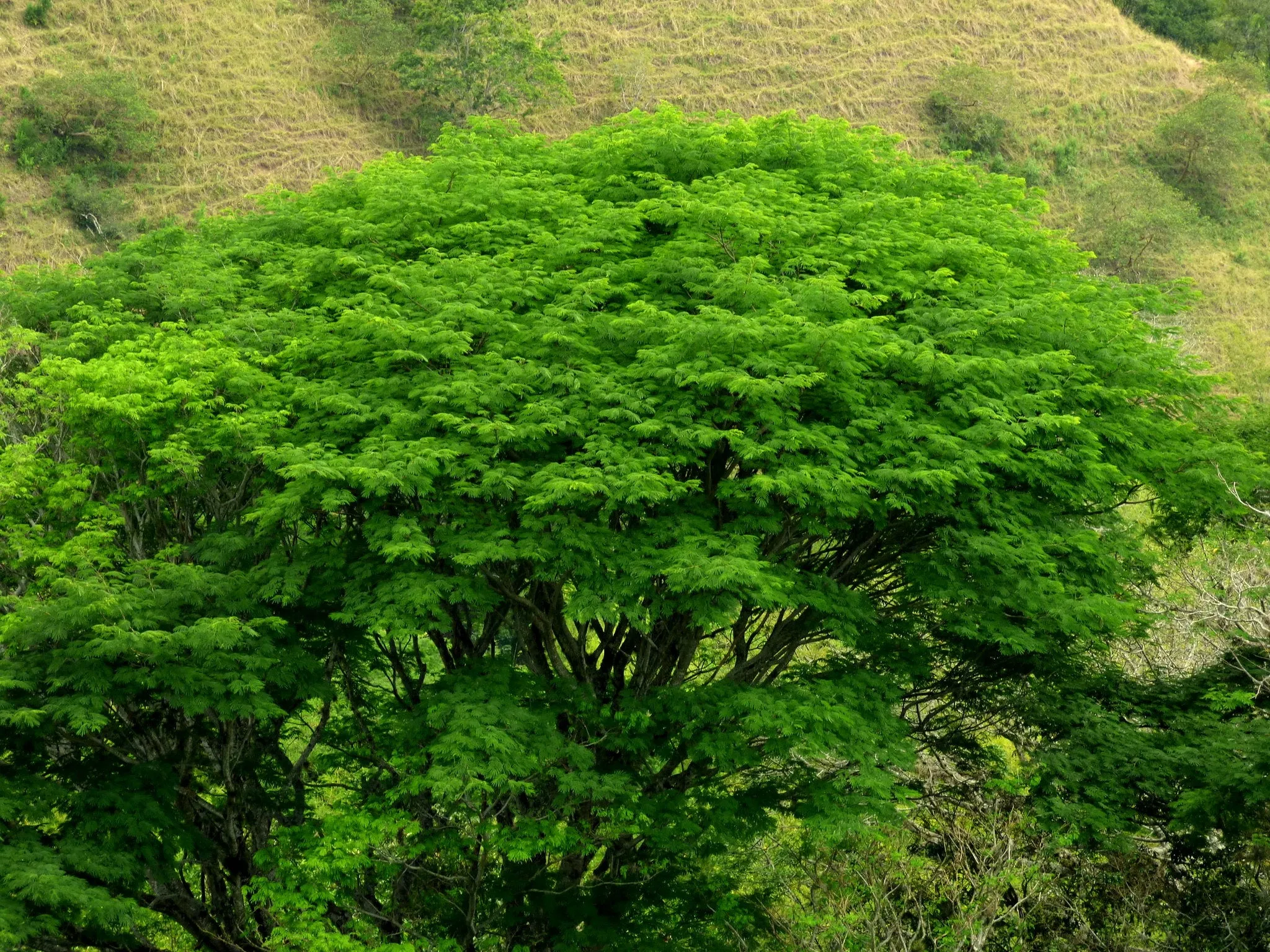 Guanacaste Enterolobium cyclocarpum 10 Seeds  USA Company