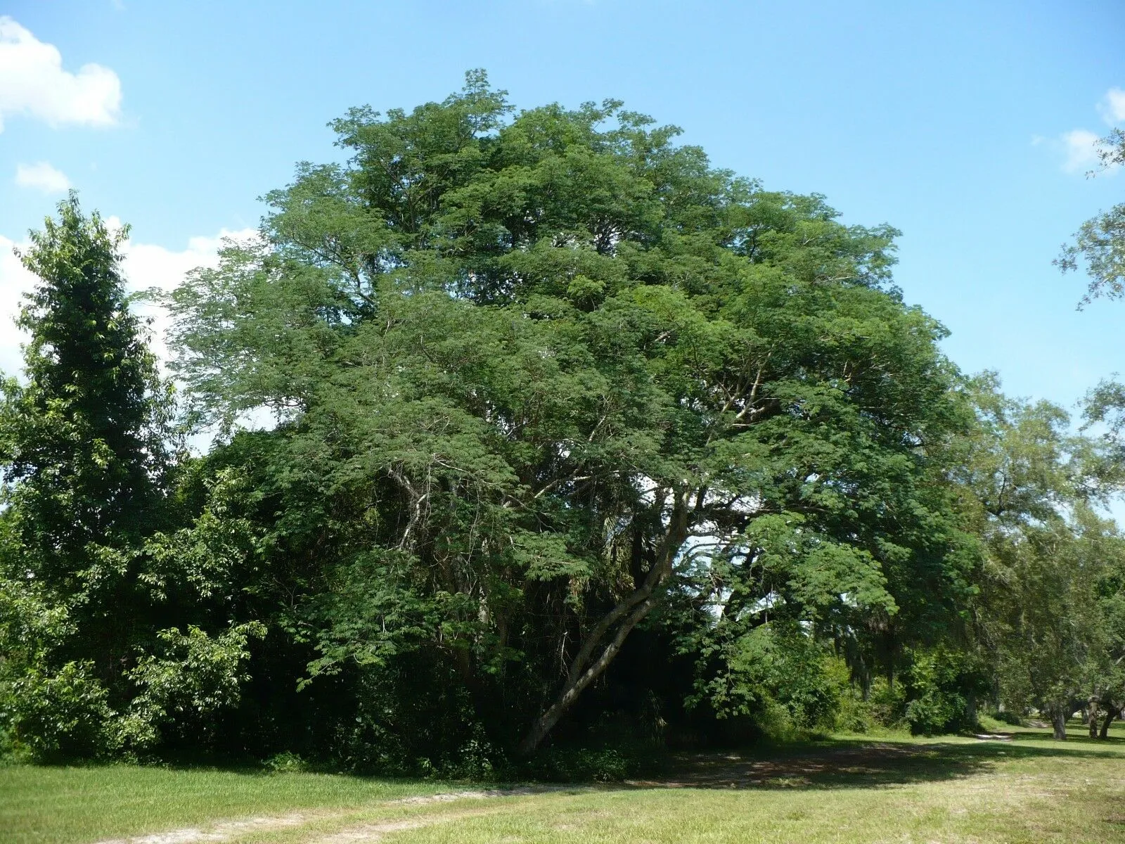 Monkey Earpod Tree Enterolobium contortisiliquum  10 Pods