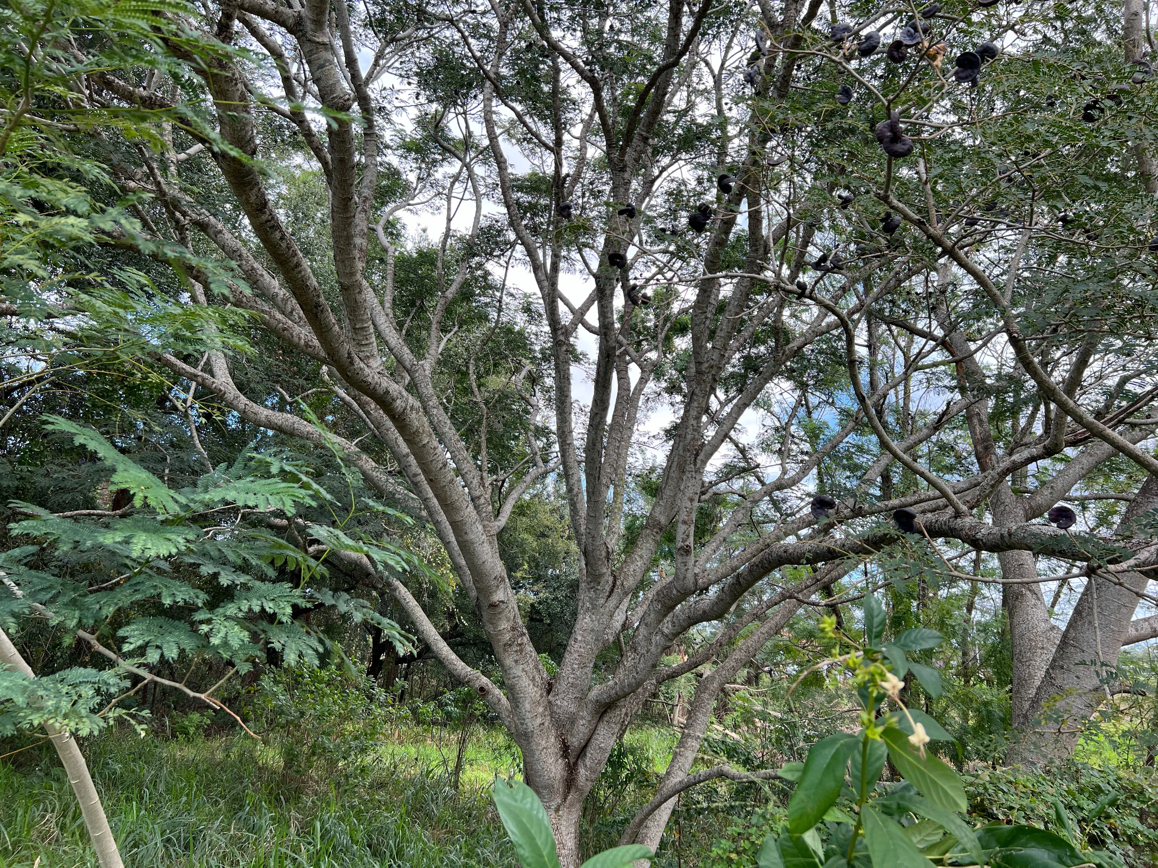 Monkey Earpod Tree Enterolobium contortisiliquum  10 Pods