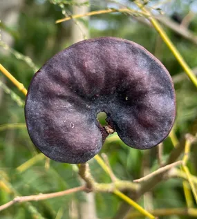 Monkey Earpod Tree Enterolobium contortisiliquum  10 Pods