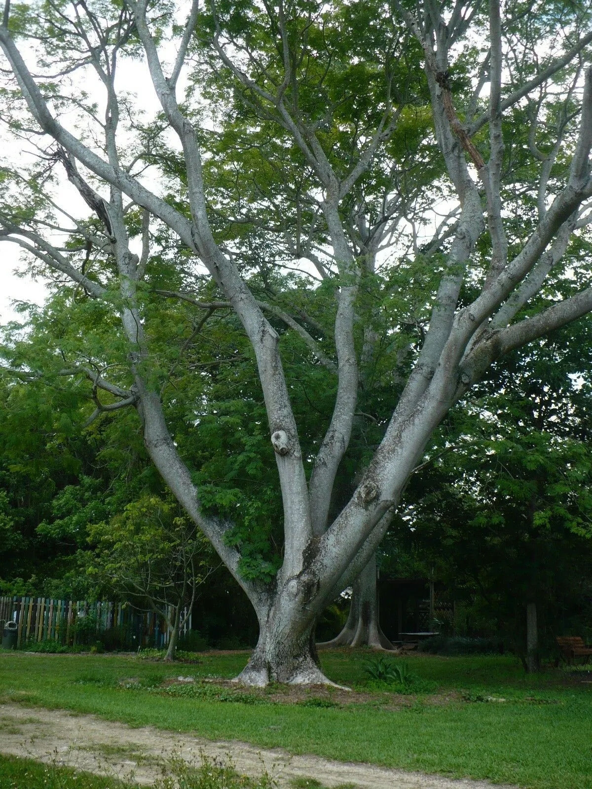 Monkey Earpod Tree Enterolobium contortisiliquum  10 Pods