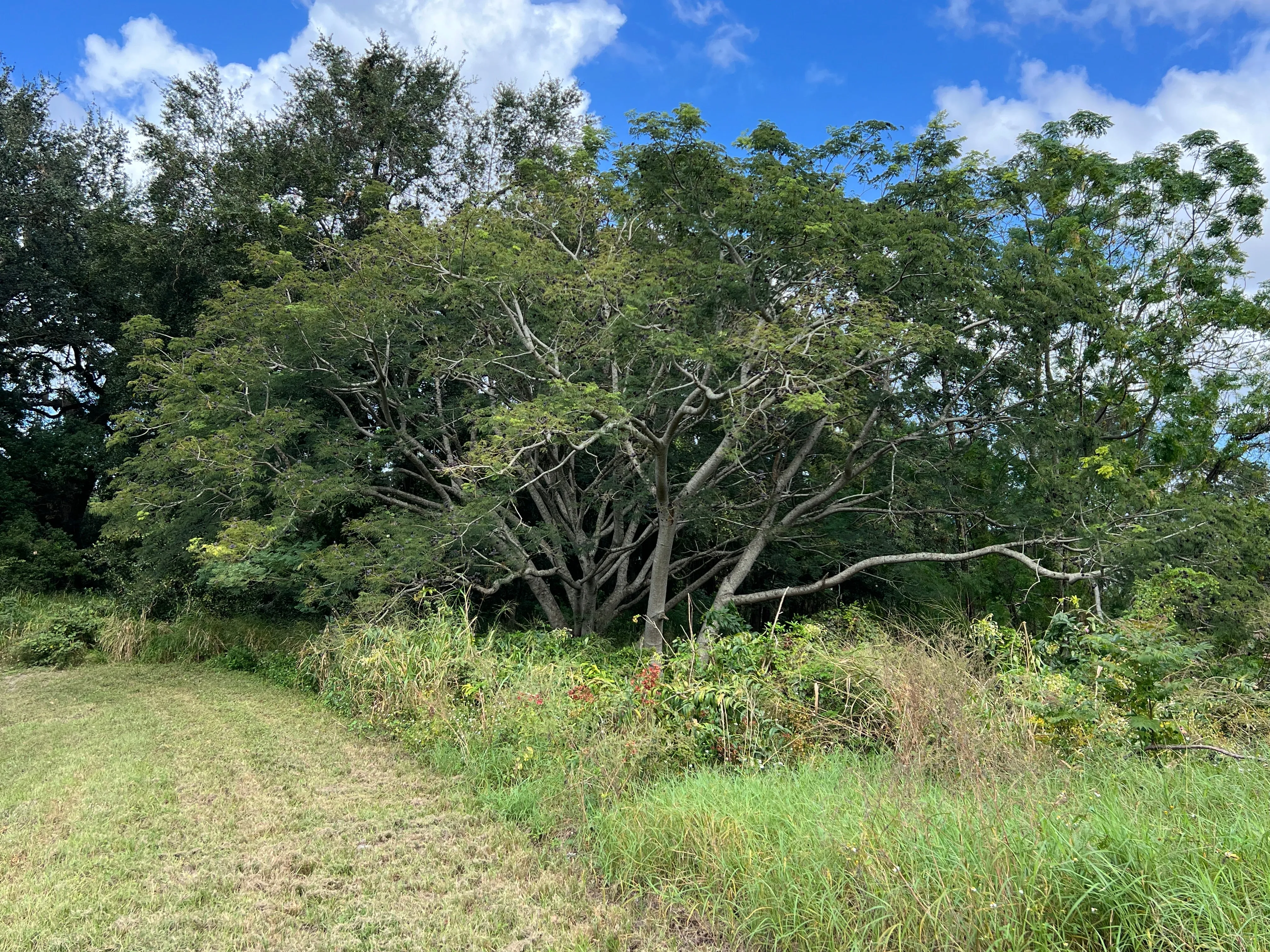 Monkey Earpod Tree Enterolobium contortisiliquum  10 Pods