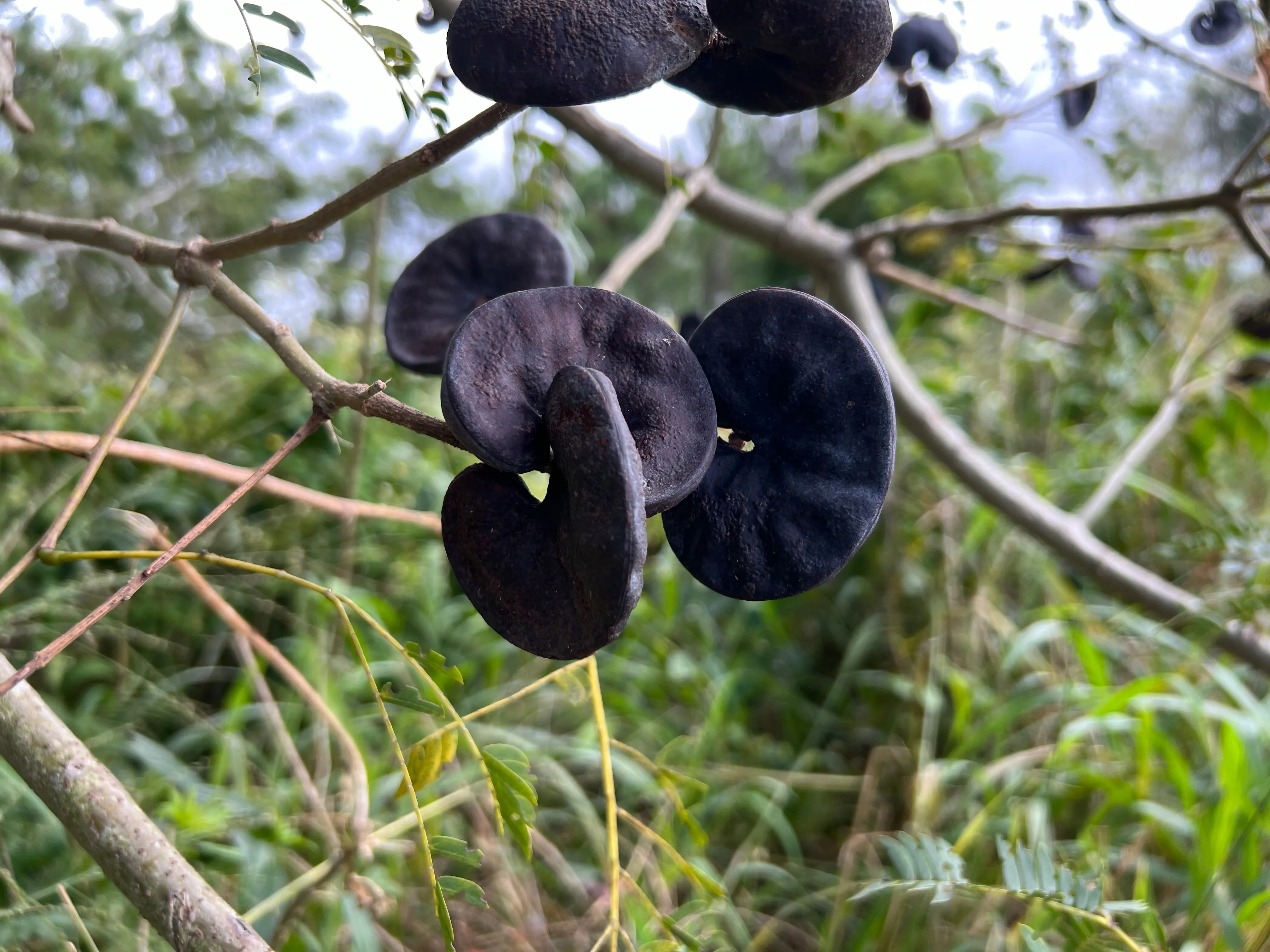 Monkey Earpod Tree Enterolobium contortisiliquum  10 Pods