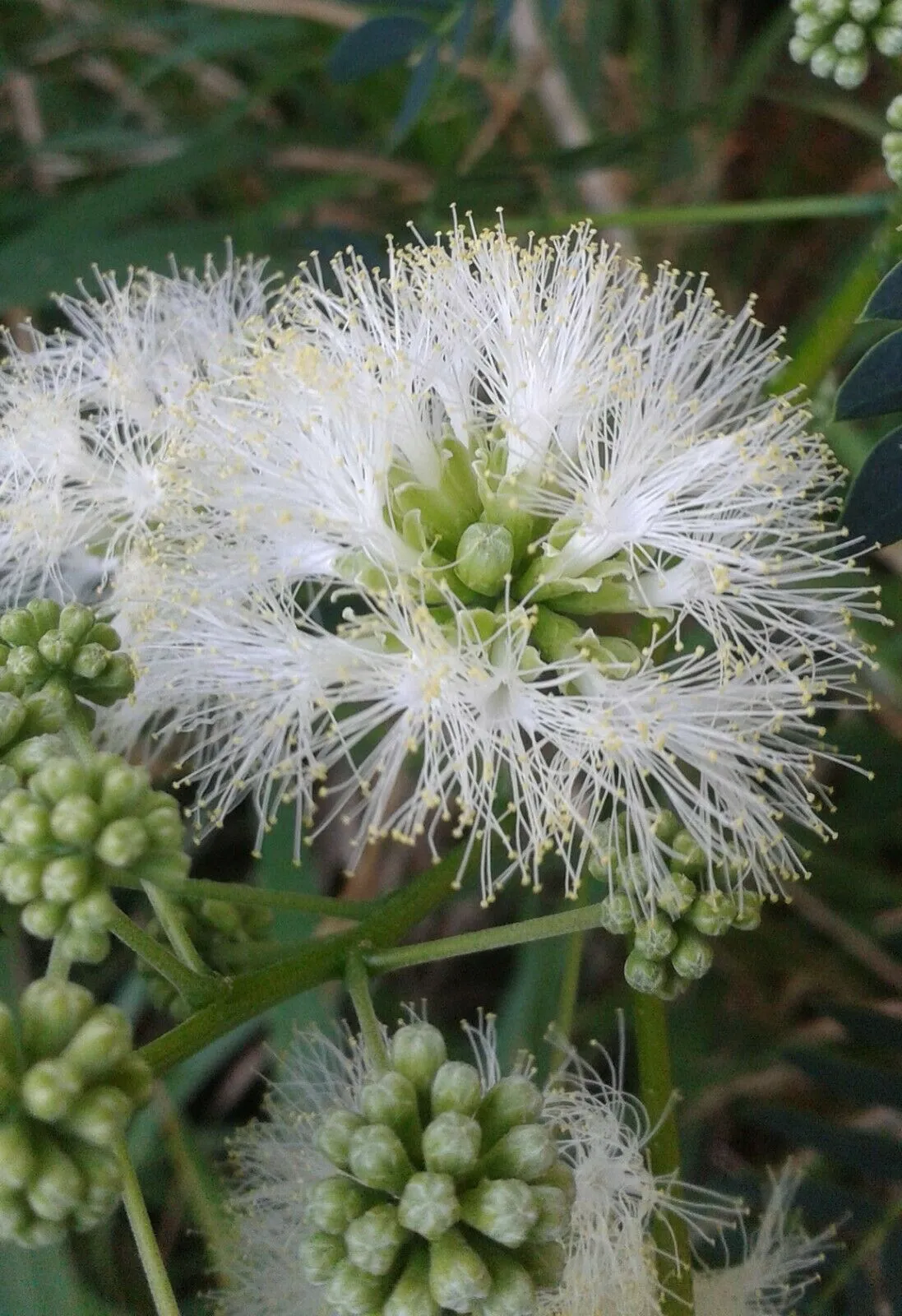 Monkey Earpod Tree Enterolobium contortisiliquum  10 Pods